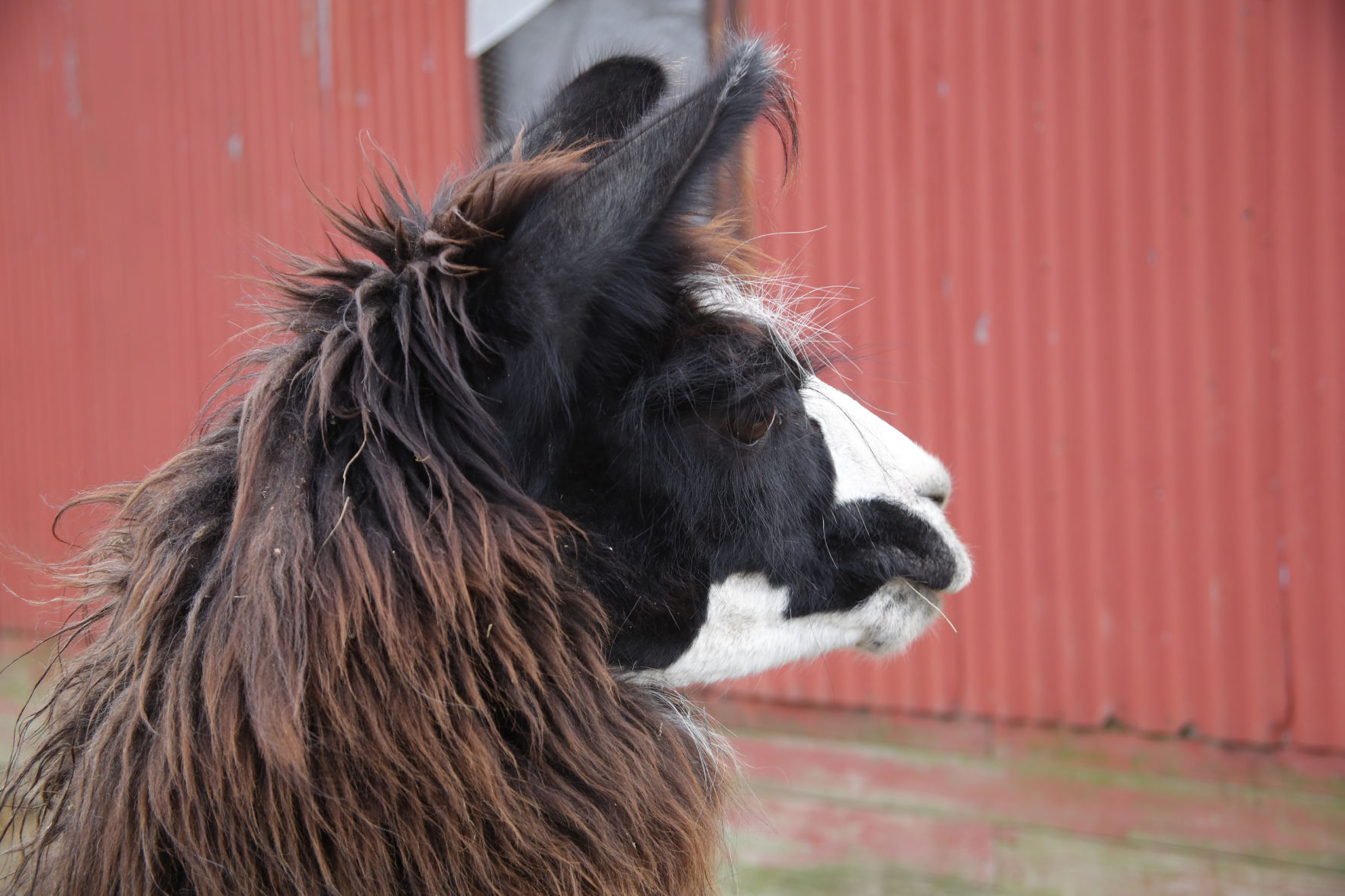 Erin's Farm animal sanctuary